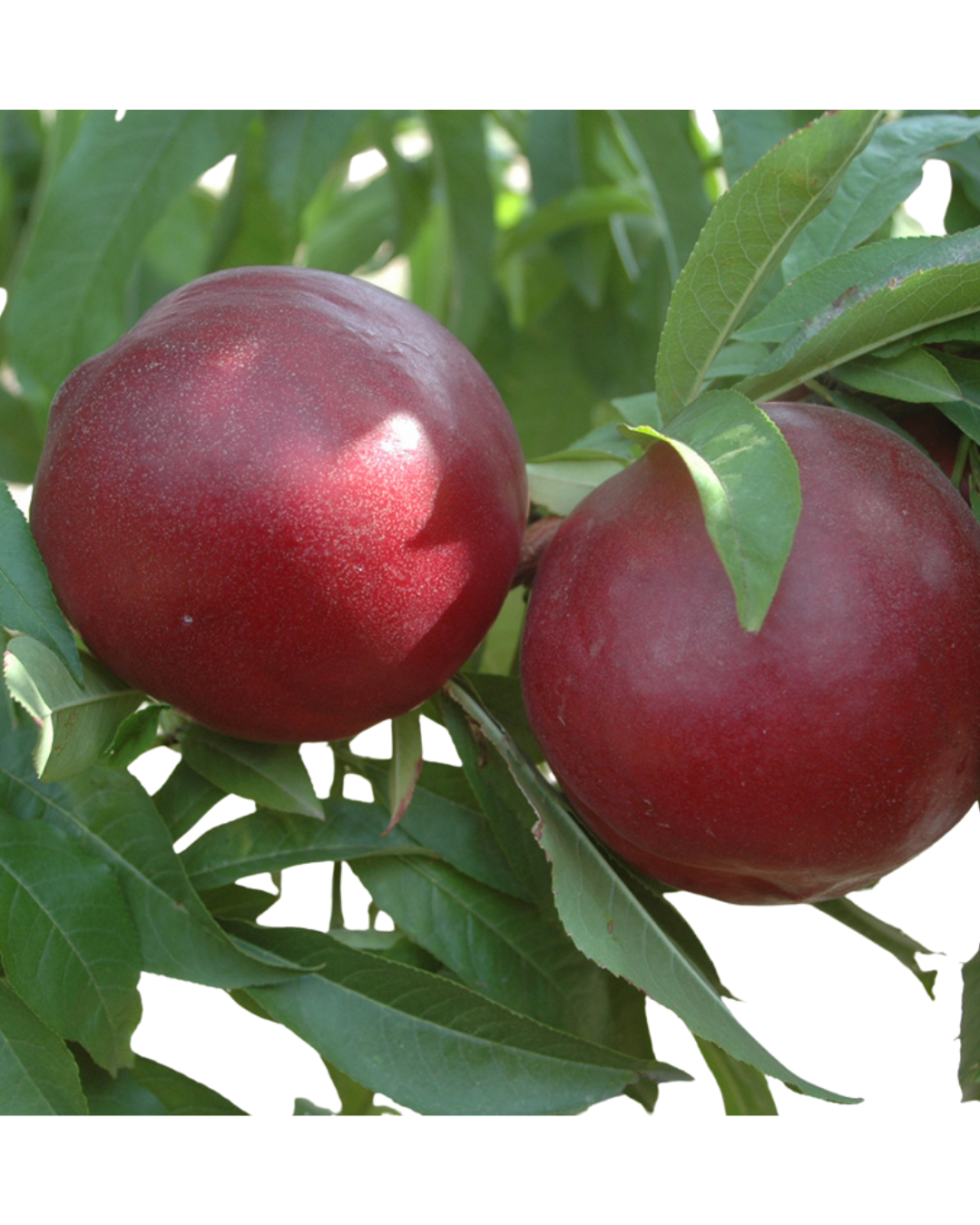 Fruitsana