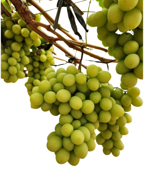 Fruitsana